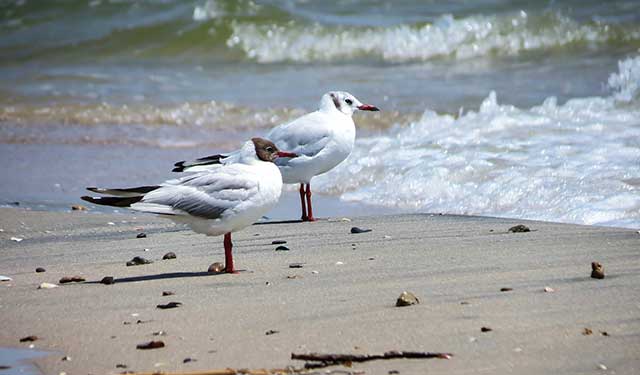 Seagulls on the beach